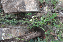 Pimpinella tirupatiensis